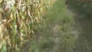 Taking a shit in the corn field