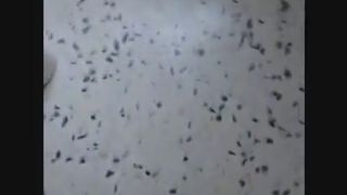 Creamy scat in the sink