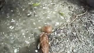 A bit of shit near a farm