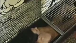 Two girls peeing on one slave