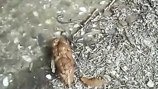 Peeing and Pooping Celinda