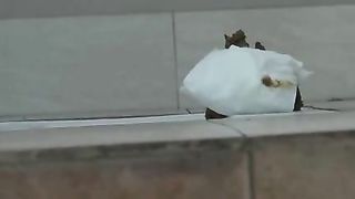 Hidden camera in chinese WC