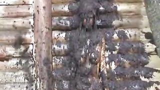 Scat pool