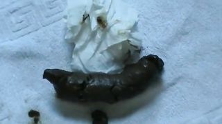 Long thick turd