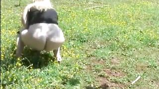 Shitting outdoor slowly