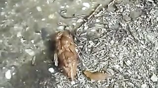 Samantha decides to poop two times