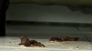 Beautiful brunette smears shit