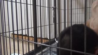 Japanese scat femdom slow