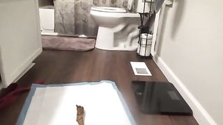 Sexy striptease and pooping