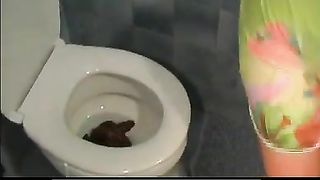 Pile of poop in toilet