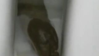 Big turd in toilet dropped