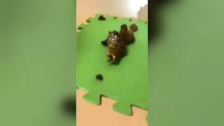 Compilation of hot scat wives poop