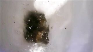 Big round brown turd