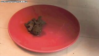 Gorgeous Alina pooping on the plate