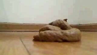 Juicy big booty lady poops on the floor