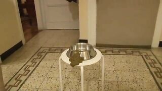 Messy poop in dog bowl