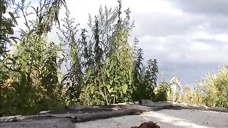 Pigtails babe pooping in the grass