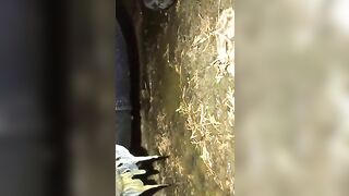 Sticky shit in the woods