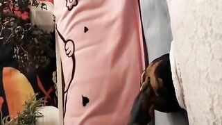 Eating and licking heavy shit