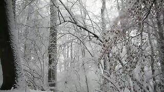 Pooping in the snowy forest