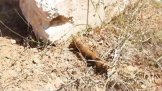 Pooping huge turd on a rock