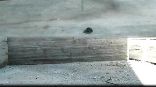 2 girls caught pooping