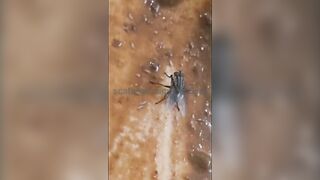 Behind the scenes with shit