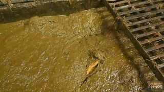 Betty completely submerges in dung