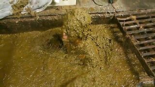 Betty completely submerges in dung