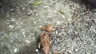Pooping outdoor