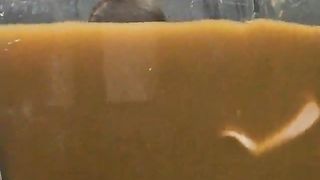 Having fun in a pool of scat