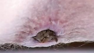 Tiny shit stuck in her ass