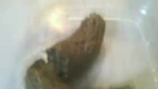 Shitting in a lunch box