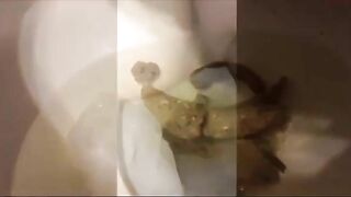 Toilet Clogging Princess compilation