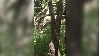 Voyeur spy and jungle poop