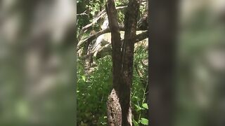 Voyeur spy and jungle poop