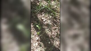 Voyeur spy and jungle poop