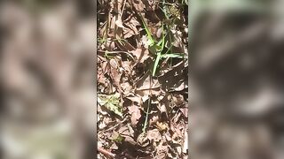 Voyeur spy and jungle poop