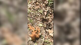 Voyeur spy and jungle poop