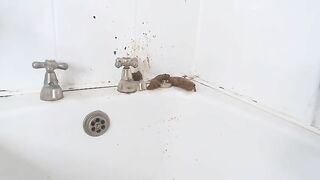 Stunning brunette pooper girl