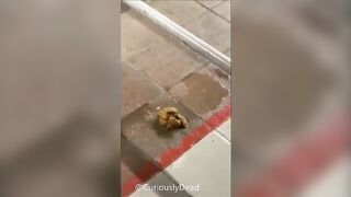 Outdoor poop in the public