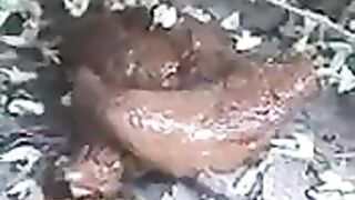 A huge poop in the middle of the bushes