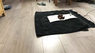 Gorgeous curvy redhead girl dropping shit