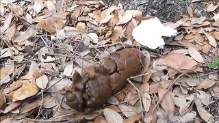 Beautiful Tegan pooping in the woods