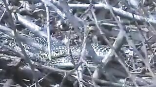 Beautiful blonde poops on a tree stump in forest