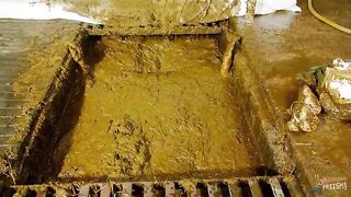 Submerging in cowshit