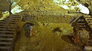 Betty submerging in cowshit