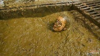 Betty submerging in cowshit