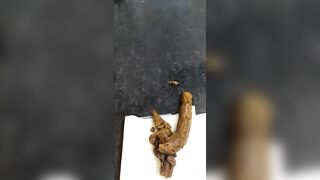 Busty lady drops hard shit