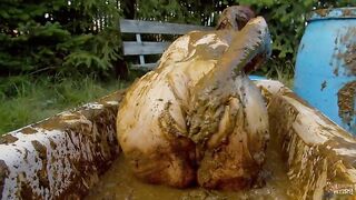 Cooling off with cowshit